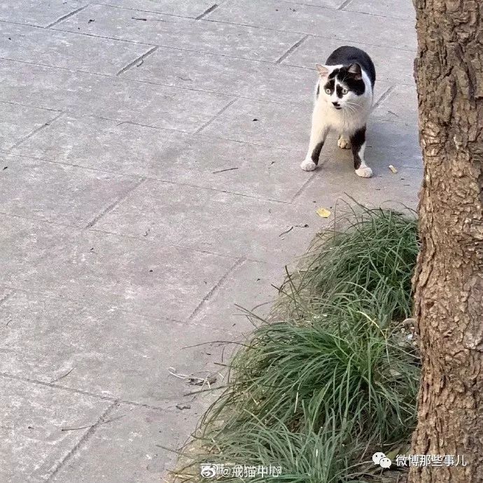 【搞笑】惊呆了……美得让人想去打官司