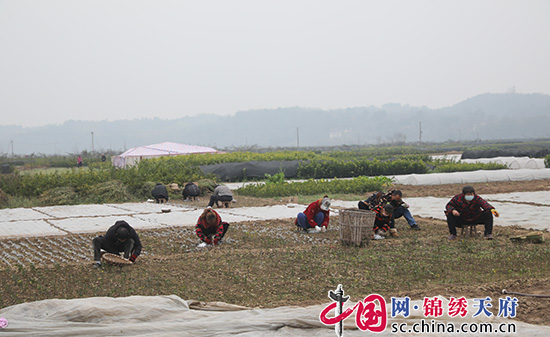 黄岭村人口_东城涡岭村人口(2)