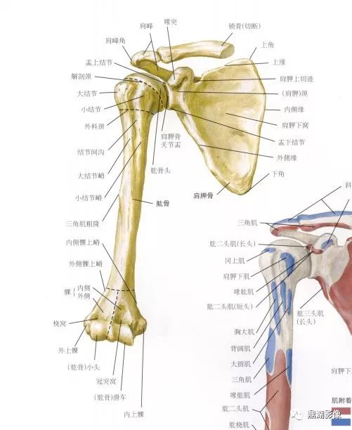 四肢长骨解剖及常见疾病的影像学表现_胫骨