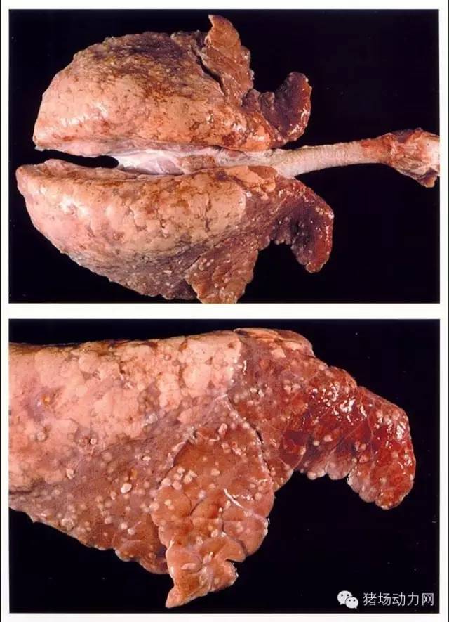 【技术】史上最全的猪肺部疾病解剖图,你知道多少?