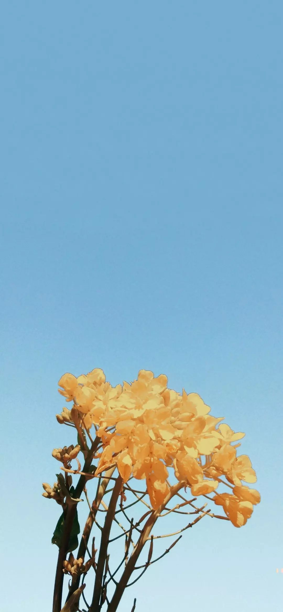 抖音热门治愈系天空壁纸精选