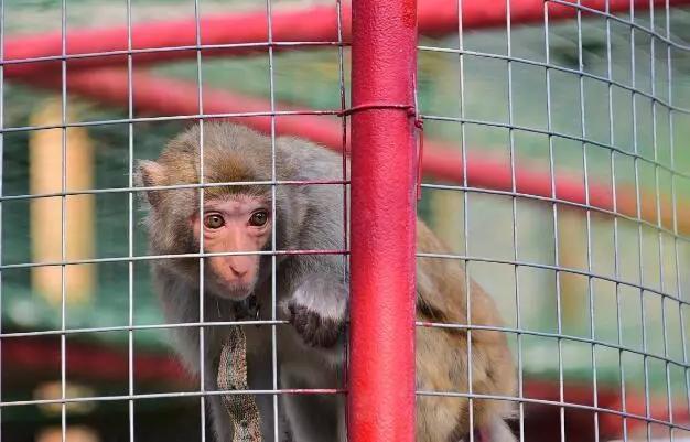 食用|人类不能吃的十大野味排行，蝙蝠第一，最后一个不少人吃过！