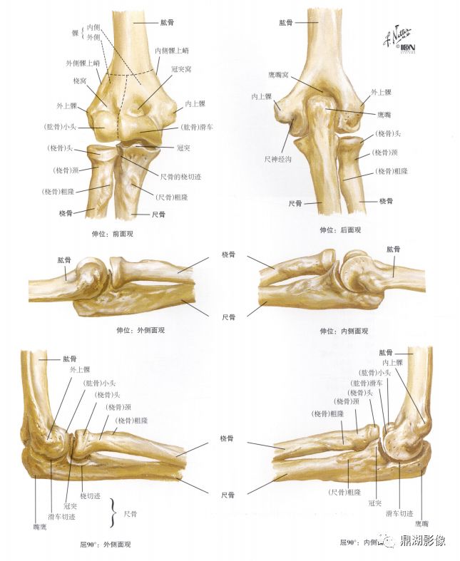 四肢长骨解剖及常见疾病的影像学表现