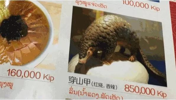 ，小编对穿山甲的印象是这样的：但长大后，小编对穿山甲的概念变成了：
