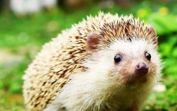 食用|人类不能吃的十大野味排行，蝙蝠第一，最后一个不少人吃过！