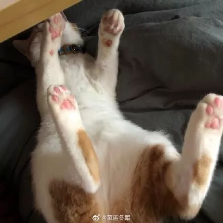 猫猫什么时候最可爱当然是四脚朝天的时候啊