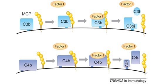 cd46 is a cofactor for the serine protease factor i to cleave