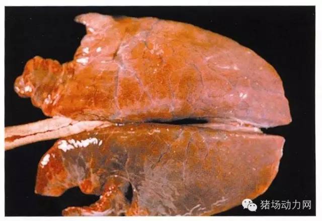 【技术】史上最全的猪肺部疾病解剖图,你知道多少?
