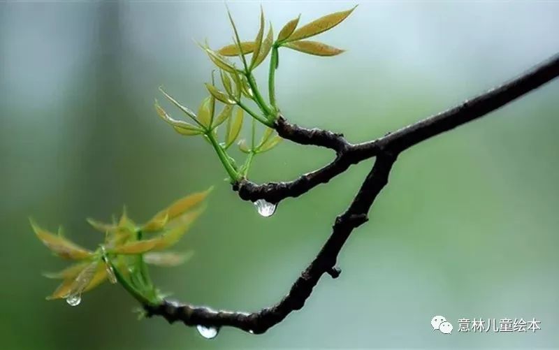 ",雨水三候对应的花信"一候菜花,二候棠棣,三候李花"此节气,水獭开始