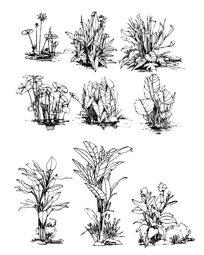景观植物手绘临摹宝典200例值得收藏