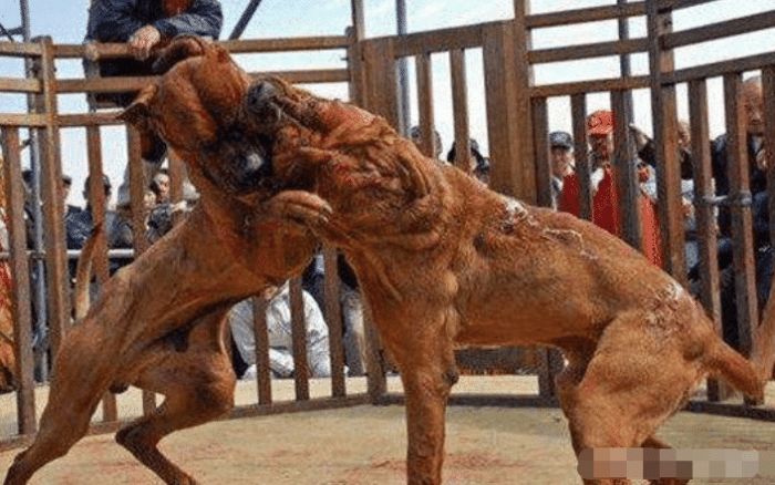 世界咬死人记录最多的三种恶犬:中国一犬上榜,被它咬住非死即伤