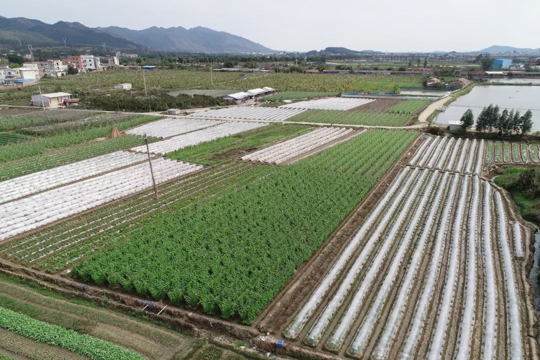 高要各镇gdp蚬岗_乡村振兴丨高要蚬岗 黄金地瓜 变身 致富瓜