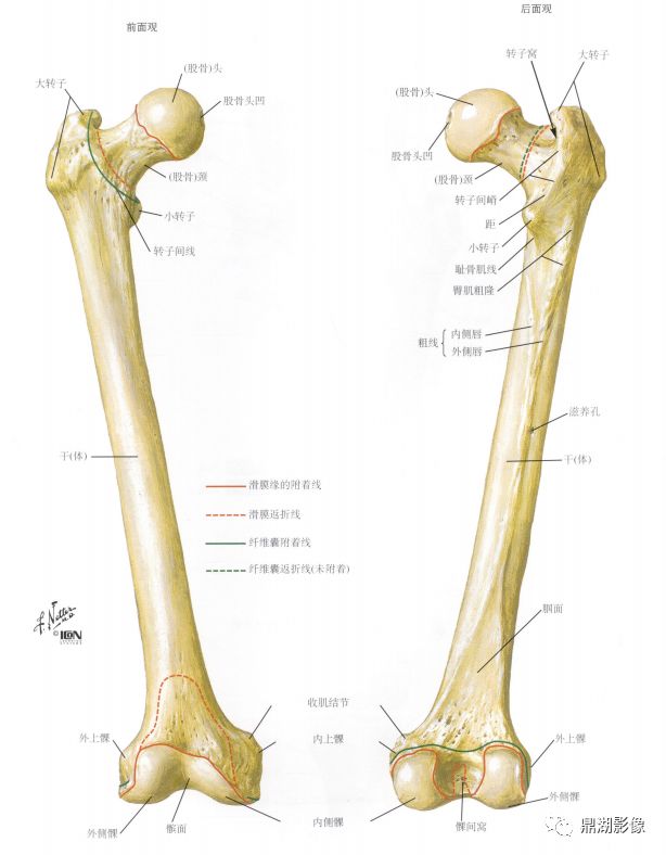 四肢长骨解剖及常见疾病的影像学表现_胫骨