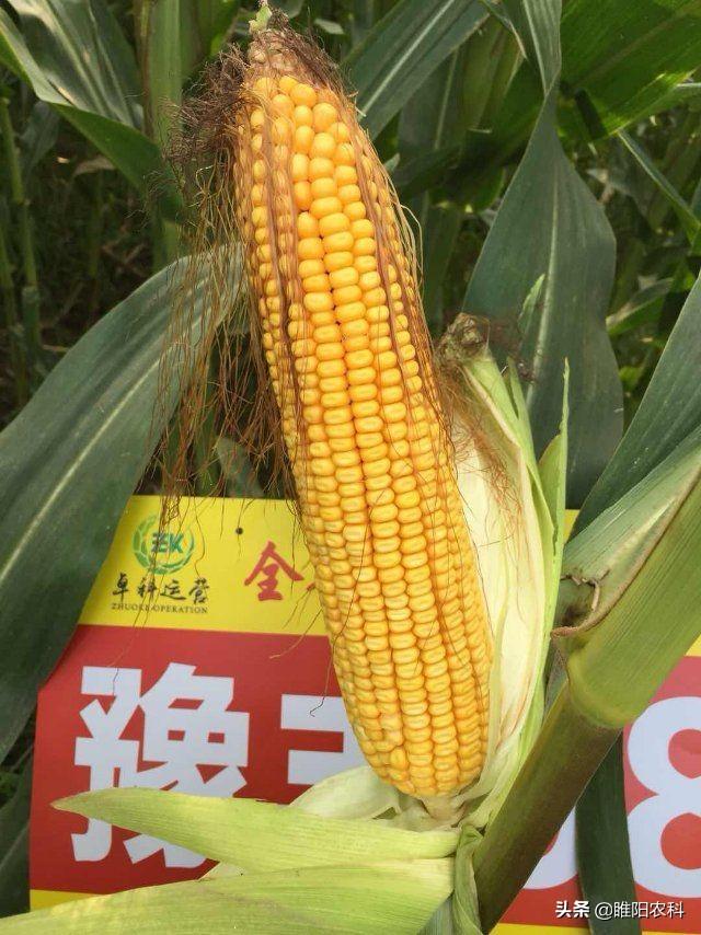 这个高产抗倒玉米新品种,最高亩产1082.3公斤