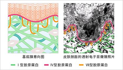 胶原蛋白的前世今生