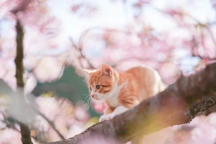 日本推主拍下了小奶猫赏樱的画面，网友们的心都被暖化了