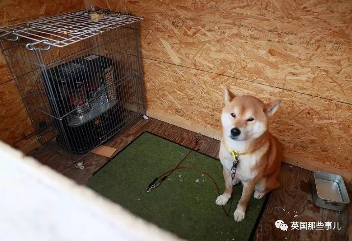 柴犬当老板卖烤地瓜赚的钱救助其他狗狗也是很棒了