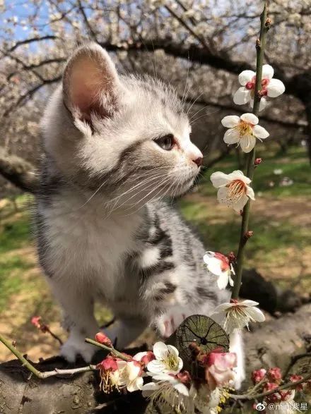 日本推主拍下了小奶猫赏樱的画面，网友们的心都被暖化了