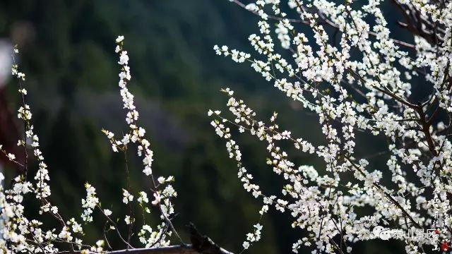 疫情过后,共赴一场春暖花开