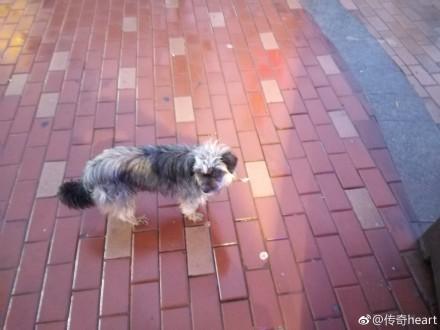 雨天流浪狗想要跟女孩回家，望著它那我見猶憐的神色，她不忍心了 寵物 第1張