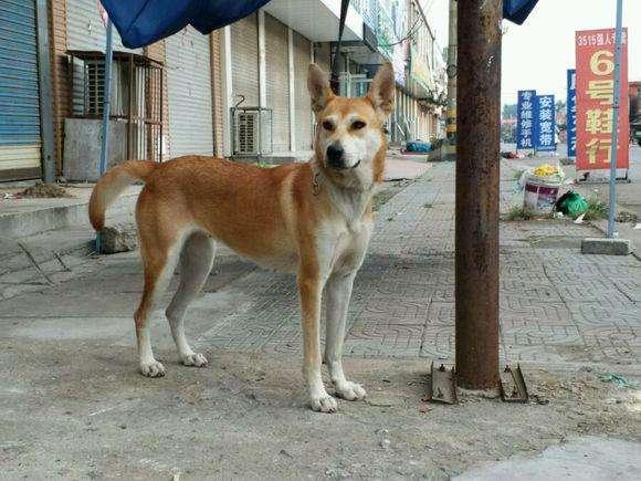 怎么才能让小狗跟着我们回家 3c7d5feae7894761b8d09708ea458c83.jpeg