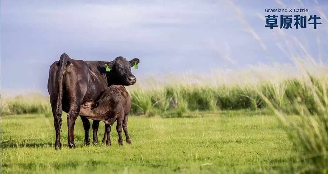 草原和牛参加自治区专题会议:应对疫情期间乳企及养殖企业遇到的问题
