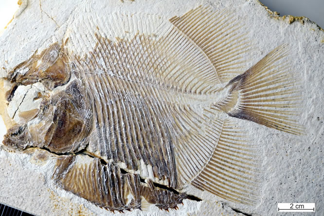 1.5億前的「食人魚」長什麼樣，牙齒恐怖像匕首一樣 寵物 第1張