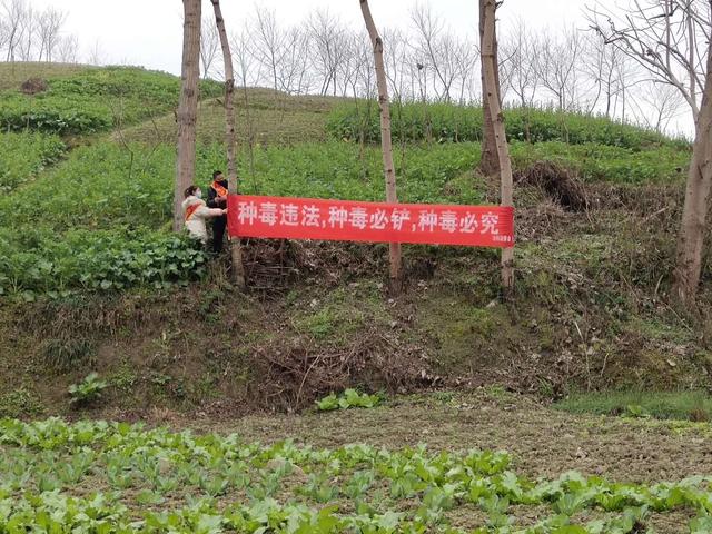 正安县安场镇开展禁种铲毒踏查活动