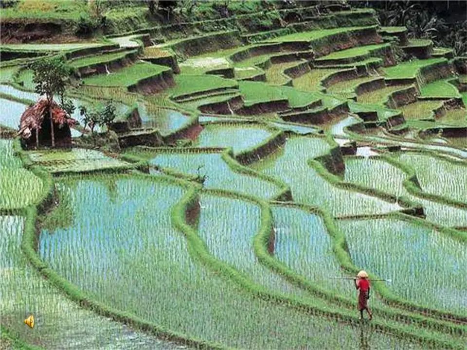 大水田有多少人口_水田植物有哪些