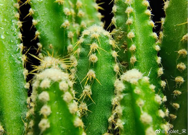 iQOO 3晋升5G拍照新神器,网友:这确定不是用单反拍摄的吗?