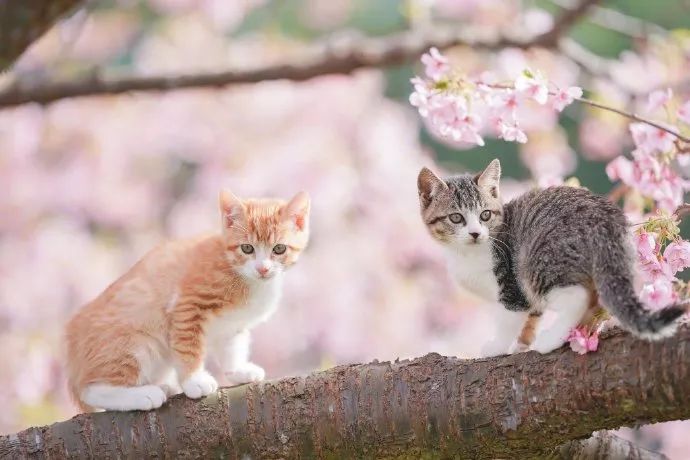 日本推主拍下了小奶猫赏樱的画面，网友们的心都被暖化了