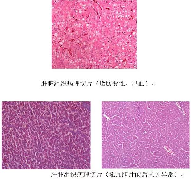 原创饲料厂:为什么用了我们厂的料,鸡得了脂肪肝,霉菌肝?