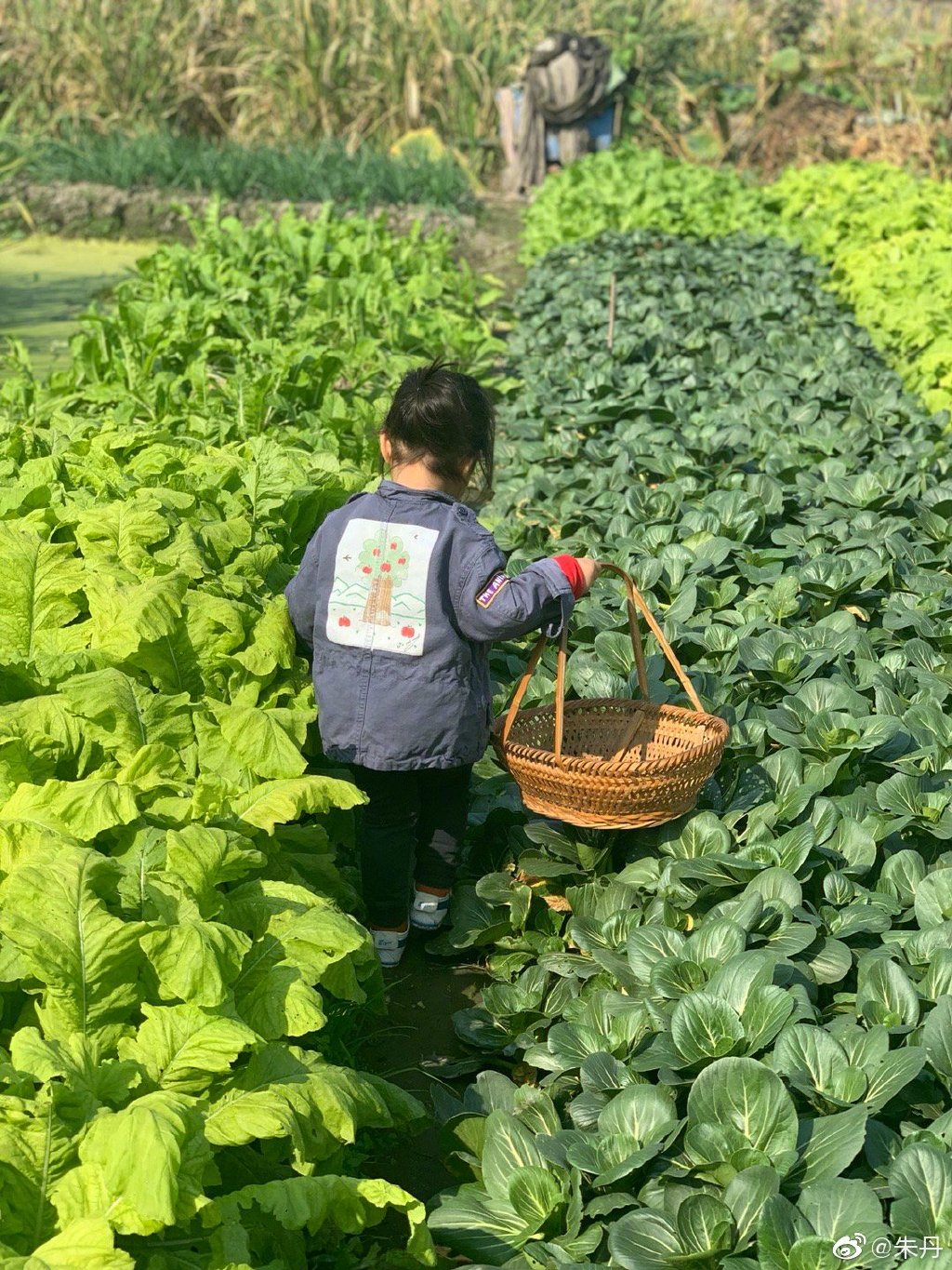 朱丹晒女儿在家学习，两岁多小小丹学习语数外