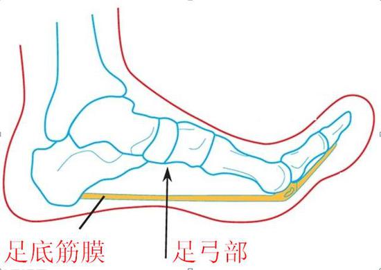 足底筋膜炎众所周知,跑步带给我们身体的益处很多,比如说可以燃烧脂肪