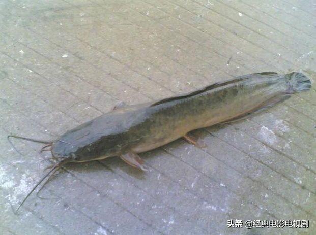 本地搪鲺鱼和埃及鲶鱼,味道为什么不一样?