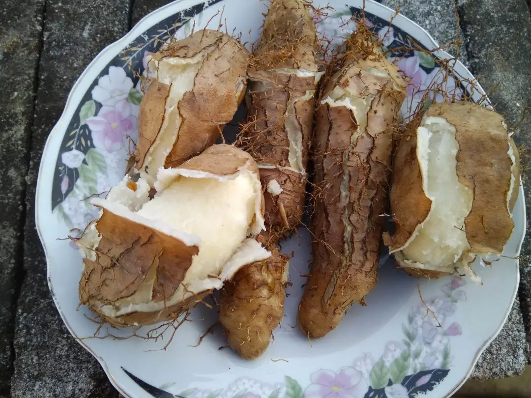 30元5斤白沙户口毛薯现挖现发大鱼大肉吃多了换个主食毛薯778