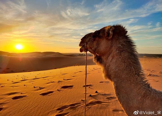 iQOO 3晋升5G拍照新神器,网友:这确定不是用单反拍摄的吗?