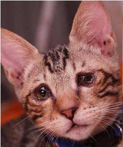 猫疱疹