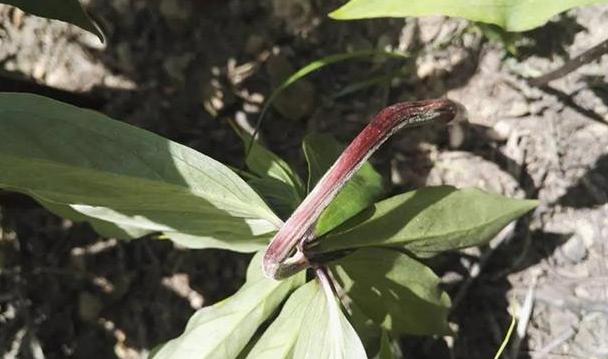 花生枝叶治失眠的原理_花生叶子可以治疗失眠