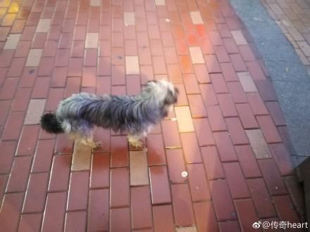 雨天流浪狗想要跟女孩回家，望著它那我見猶憐的神色，她不忍心了 寵物 第2張