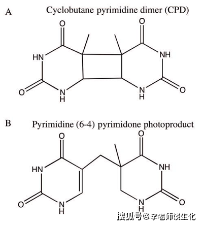 胸腺嘧啶二聚体的不同结构.environ mol mutagen.