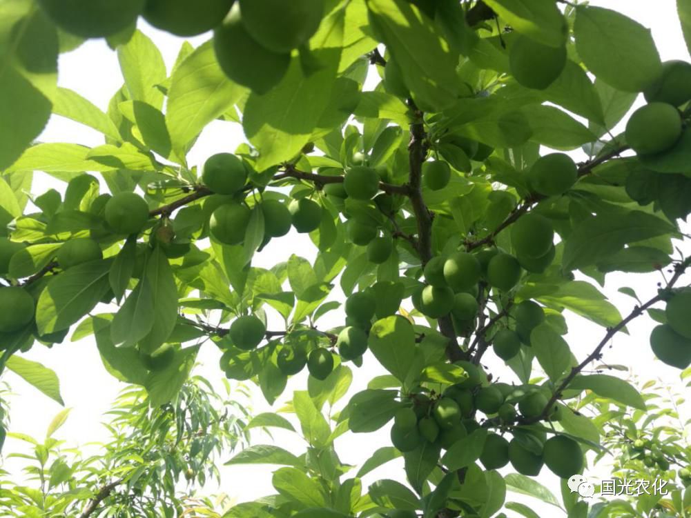 【技术】浅谈李袋果病的发生与防治