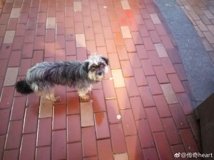 雨天流浪狗想要跟女孩回家，望著它那我見猶憐的神色，她不忍心了 寵物 第3張