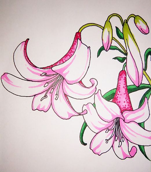 今天就为大家分享关于凤仙花的彩铅画教程,感兴趣的朋友们一起来画一