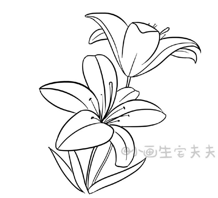 花卉系列绘画教程,花花草草画起来