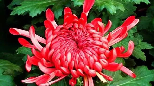 怎么描写菊花 c92c8d9f2bb74b928088ce79c5f013af.jpeg