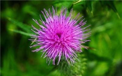 2020年生肖运气大排名_1982年属狗的人2020年运程