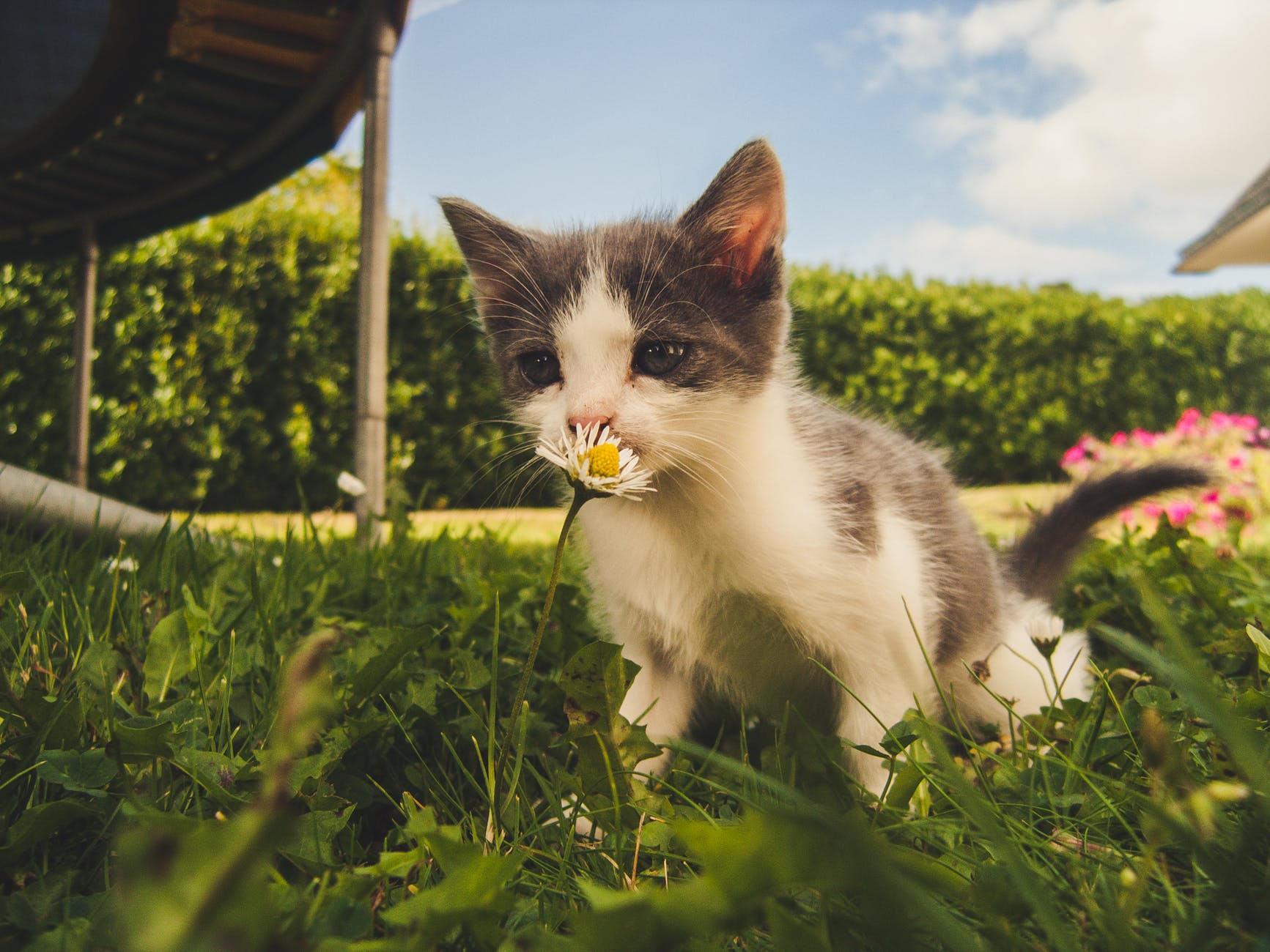 羊跟鹰猜成语_看图猜成语(3)