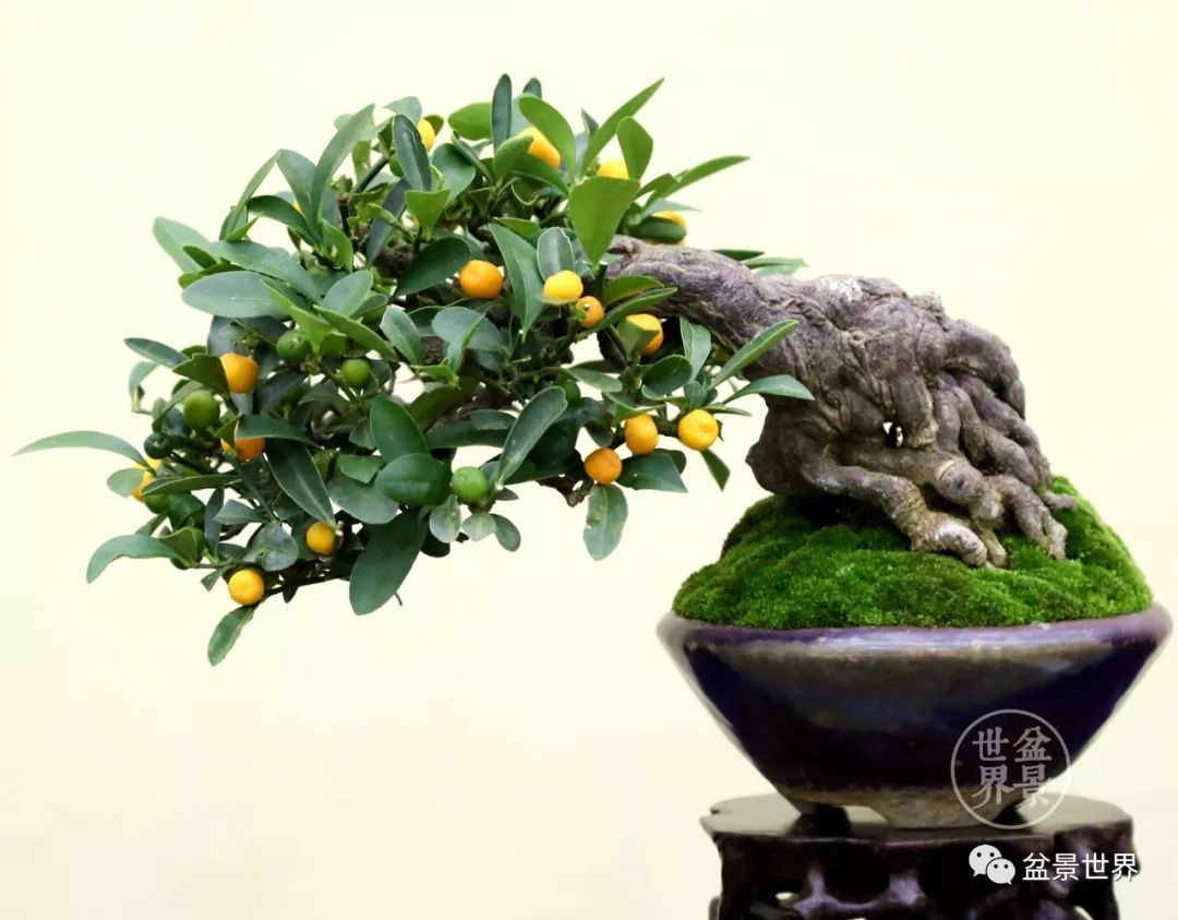 第38回日本盆栽大观展展品 由于金豆枝条具有向上生长的特性,需要