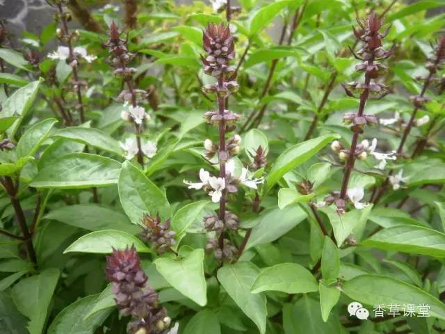 如何种植养护那些能抗病毒的香草品种?